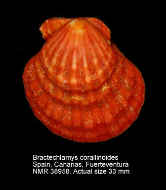 Bractechlamys corallinoides.jpg - Bractechlamys corallinoides(d'Orbigny in Webb & Berthelot,1839)